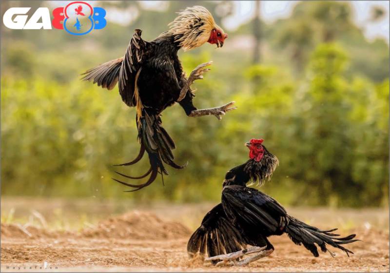 Chiến kê khỏe mạnh cần phải có cánh dài, rộng và lông phải mượt