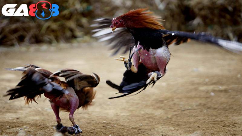 Thần thái cũng là yếu tố quan trọng để đánh giá sức khoẻ chiến kê