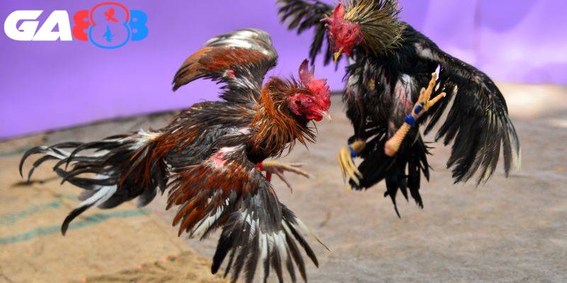 Vòng knock-out trong đá gà có độ kịch tính cực kỳ cao
